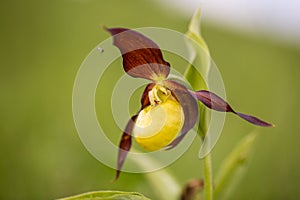 Lady& x27;s-slipperÂ orchid & x28;Cypripedium calceolus& x29;